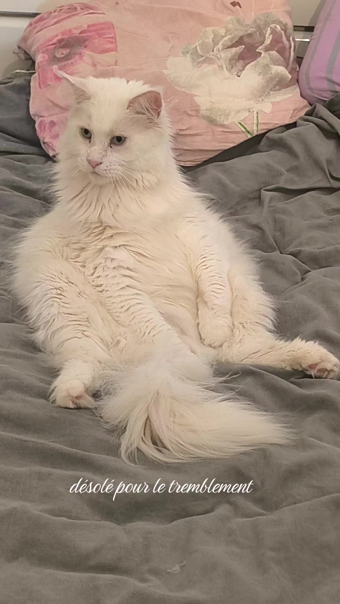 @TiTi.l'amour.des.animaux 🎙️