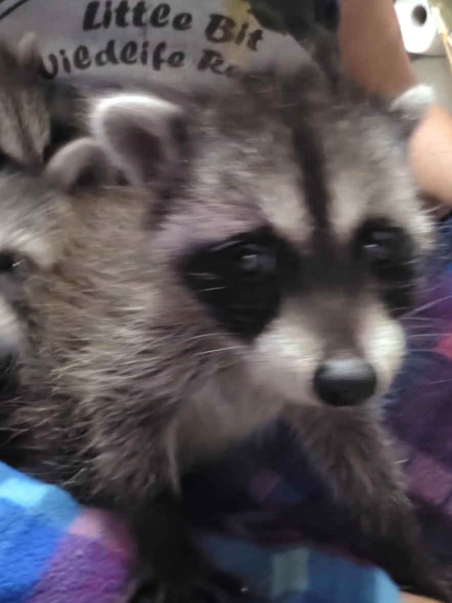 @Little Bit Wildlife Rescue