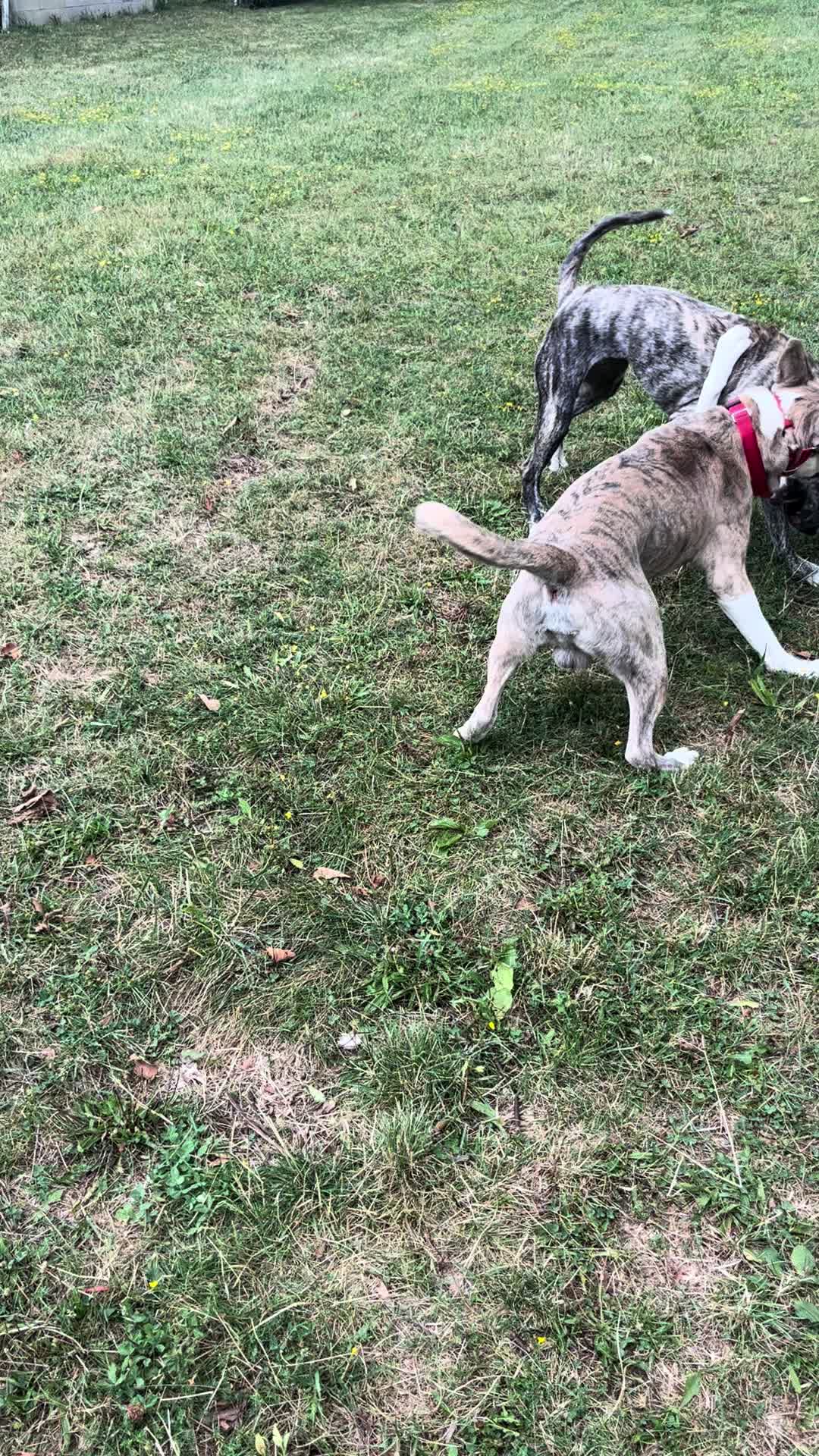 @Jay TheDog Trainer