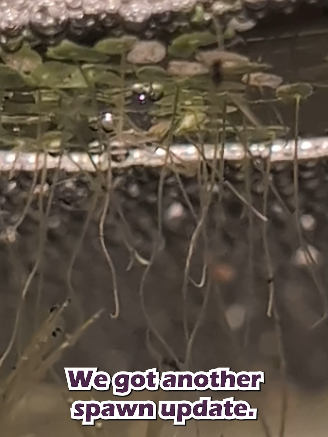 @Wicked Bettas