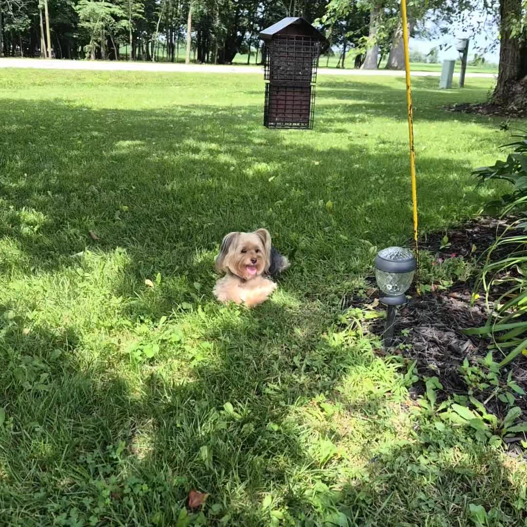 @Barb's Precious Pups