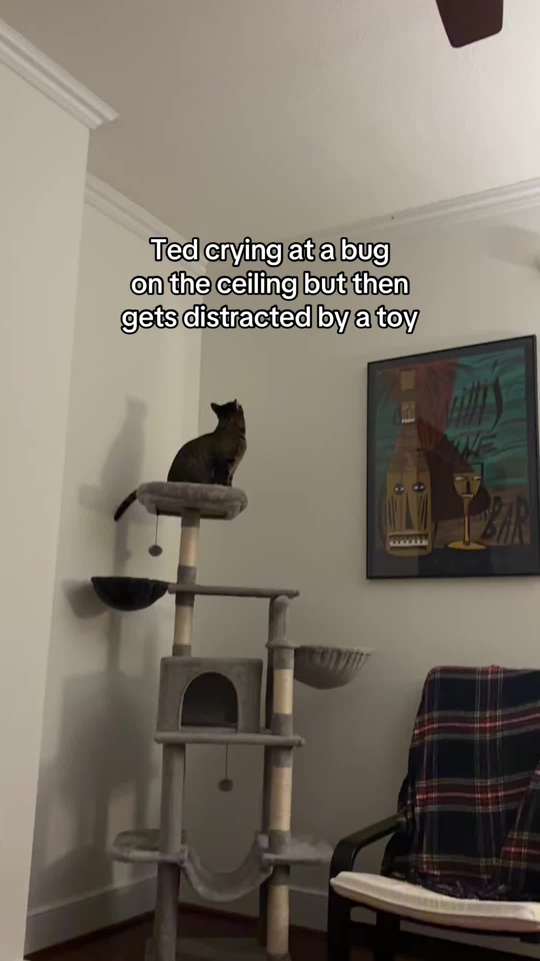 @Quinn The Calico