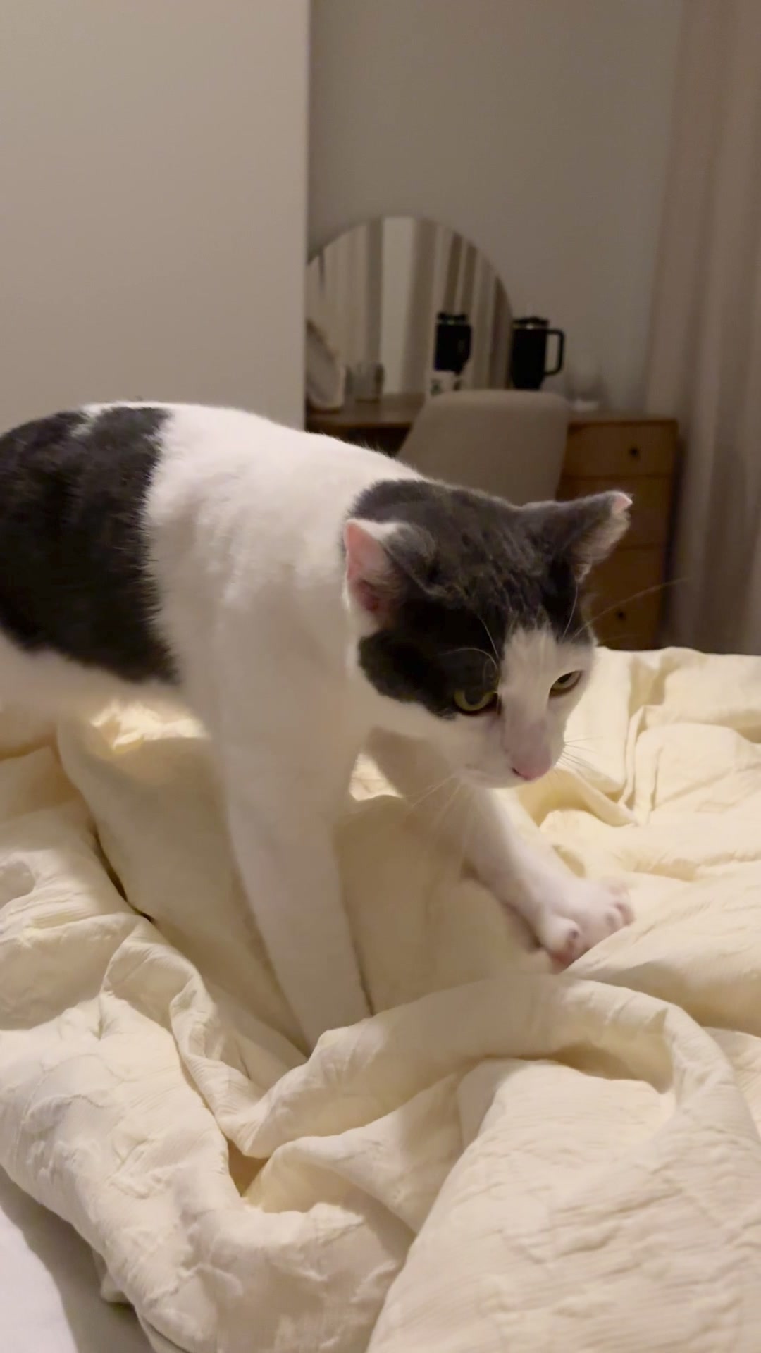 @Mimi Wawa Meow