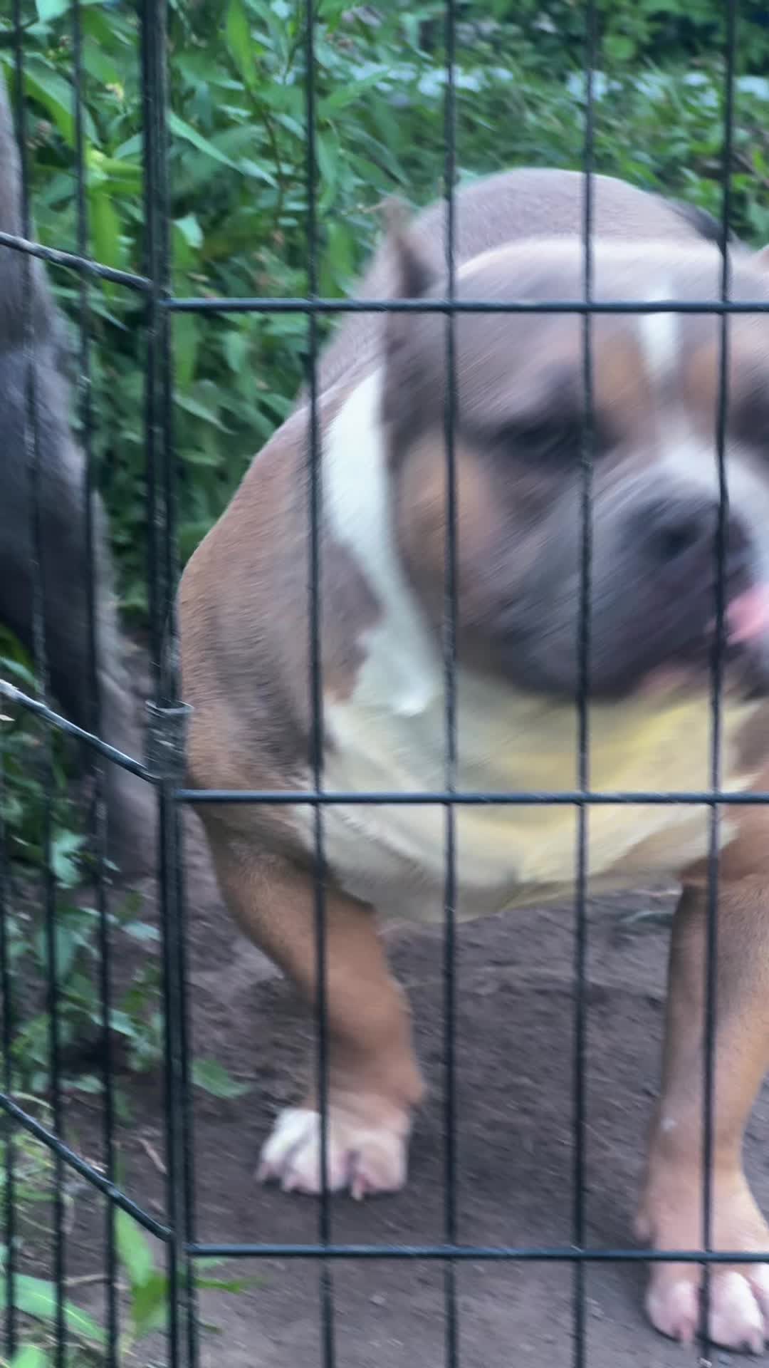 @NoCapBullys