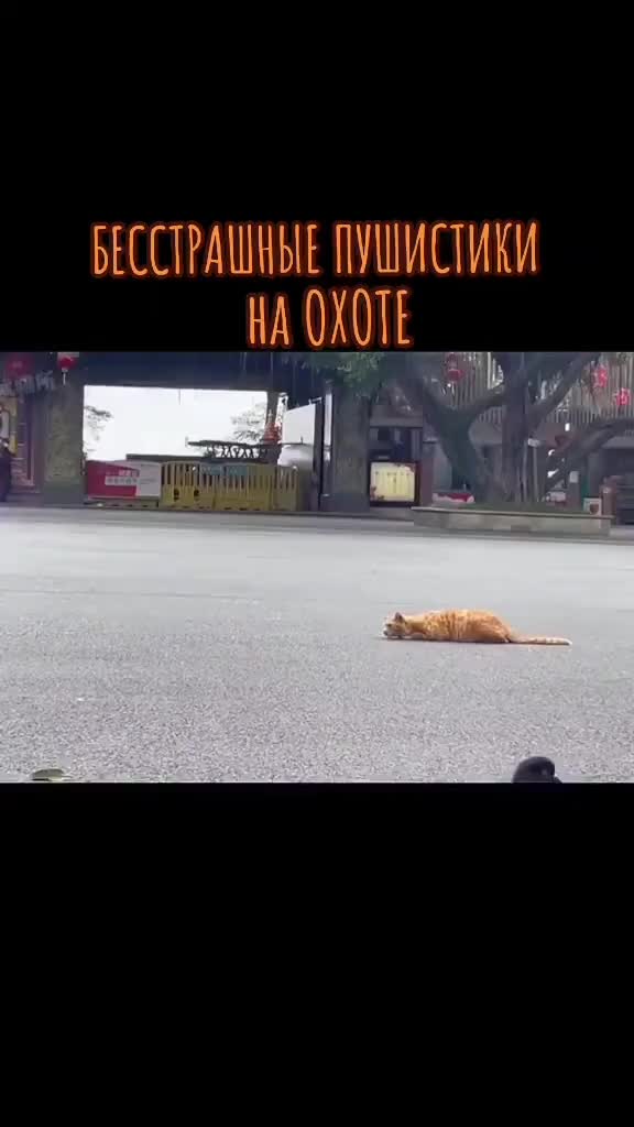 @GlaMurka🐈