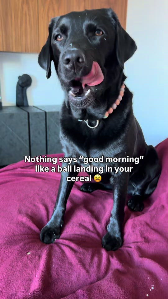 @lisatheblacklab