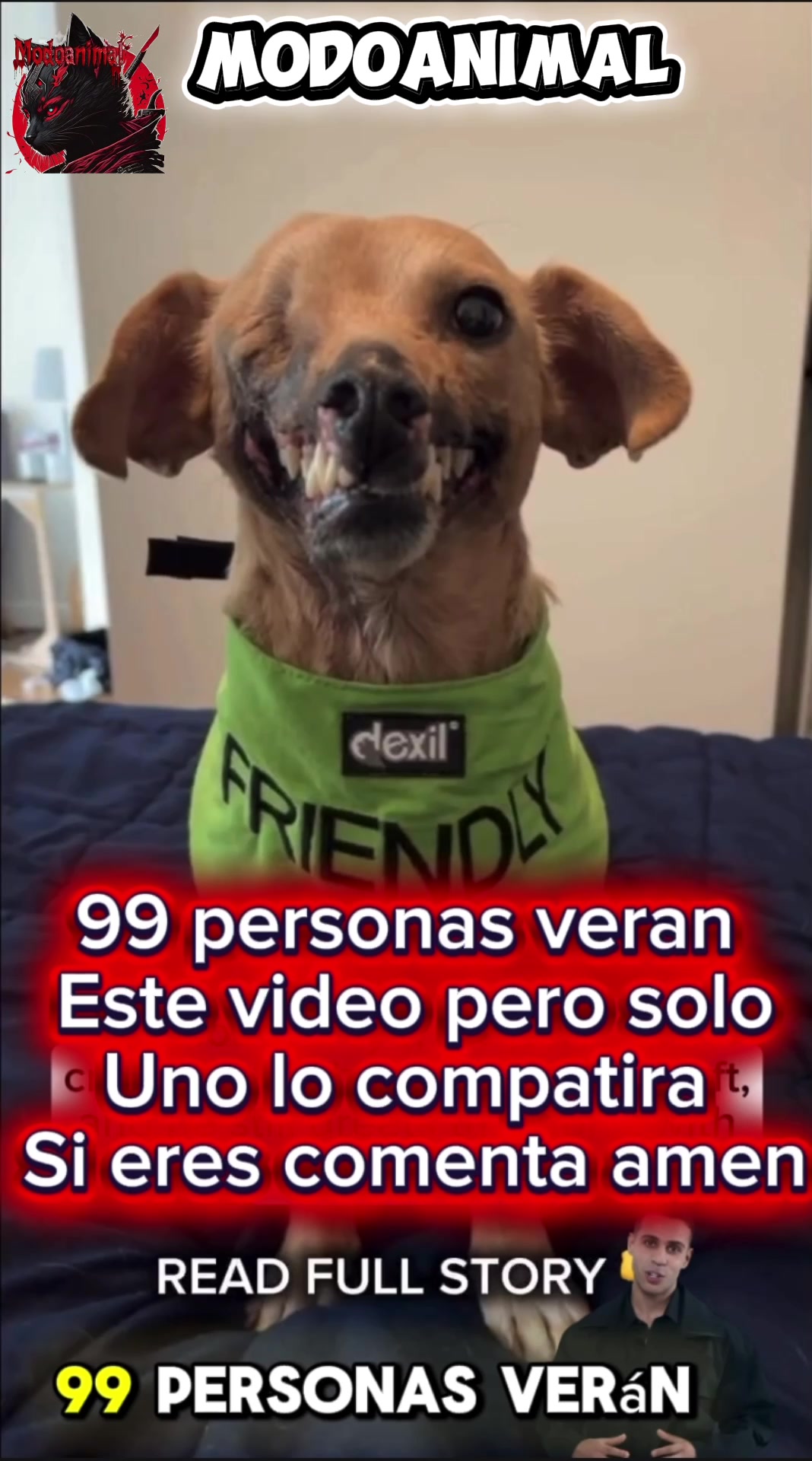 @Modoanimal