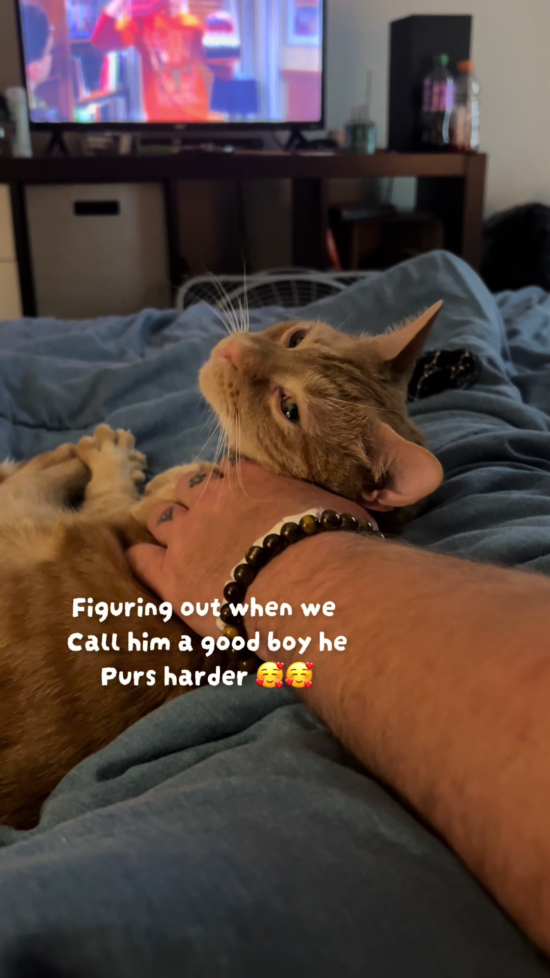 @Bella’s cats & hedgehog deals
