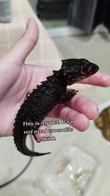 @OsunnyTheDev