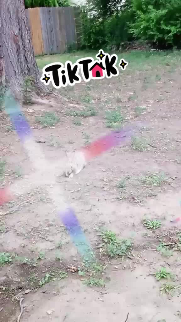 @🌈*1GIZMO3*🌈🌈🌈