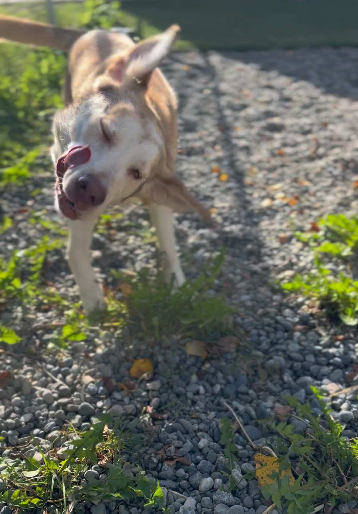 @Anchorage Animal Care Control