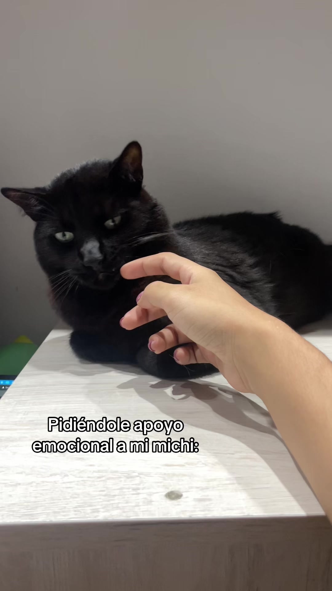 @appa_shihtzurp
