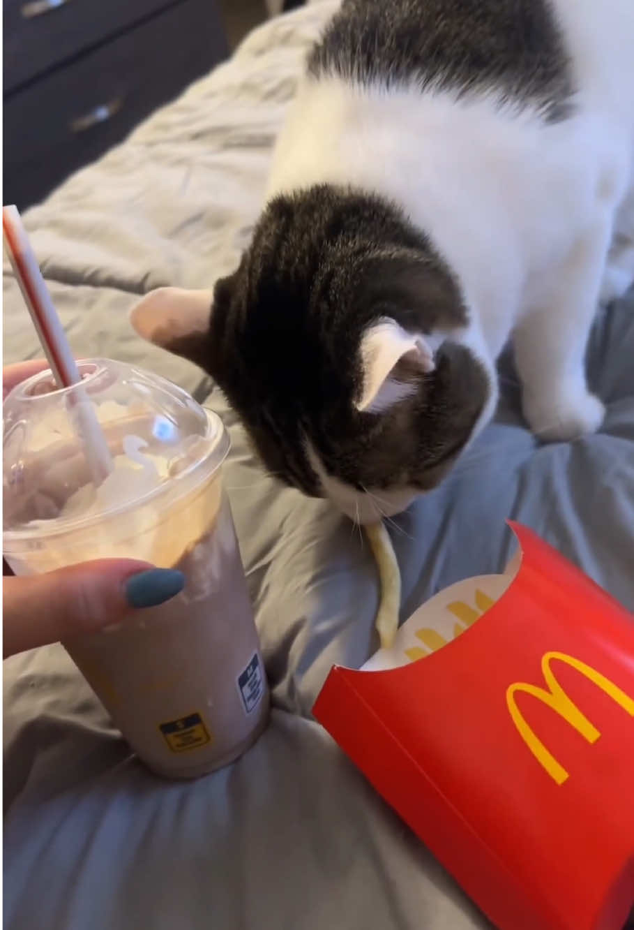 @Kitty