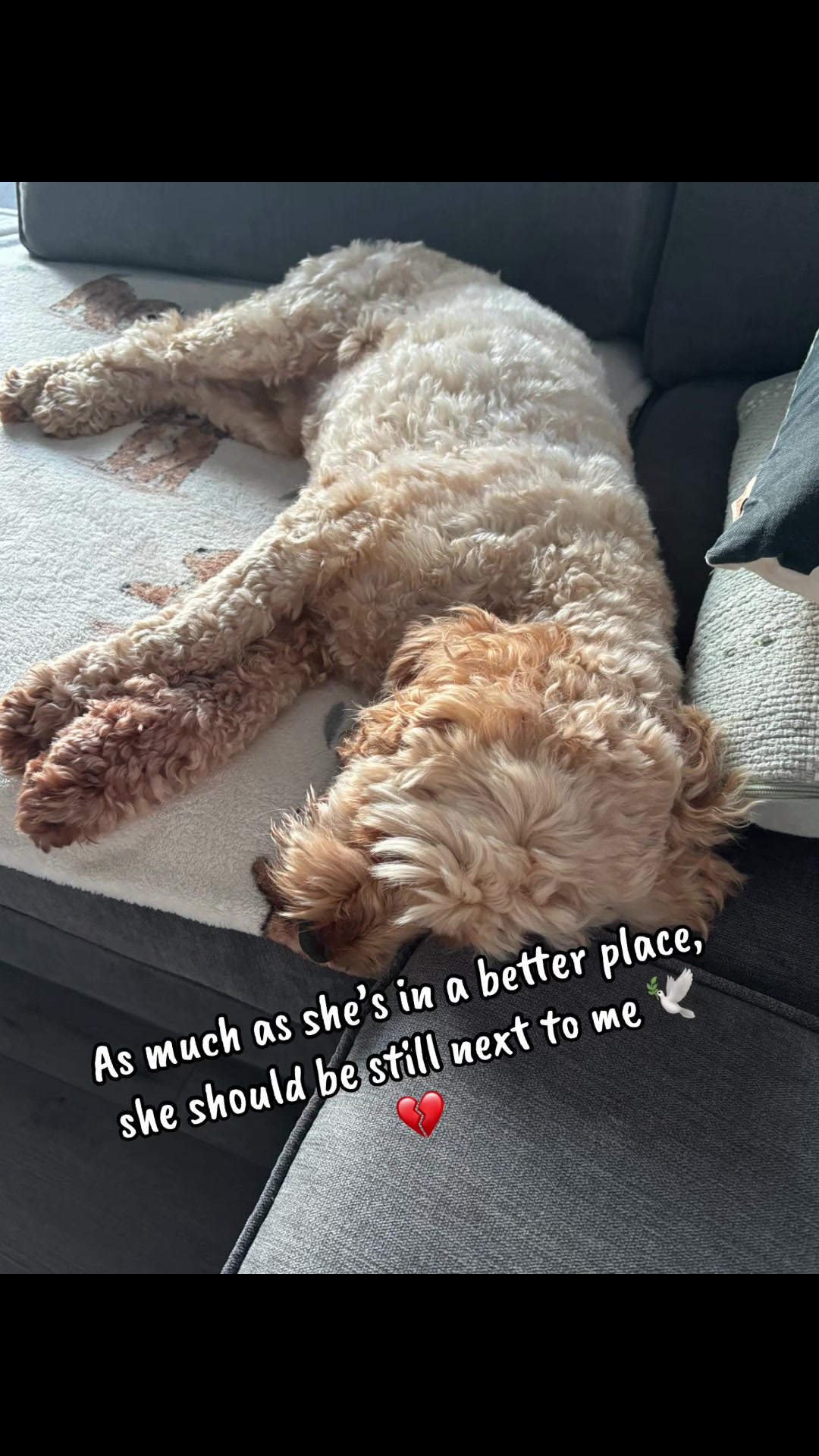 @Remembering RubyRoo 🤍🕊️