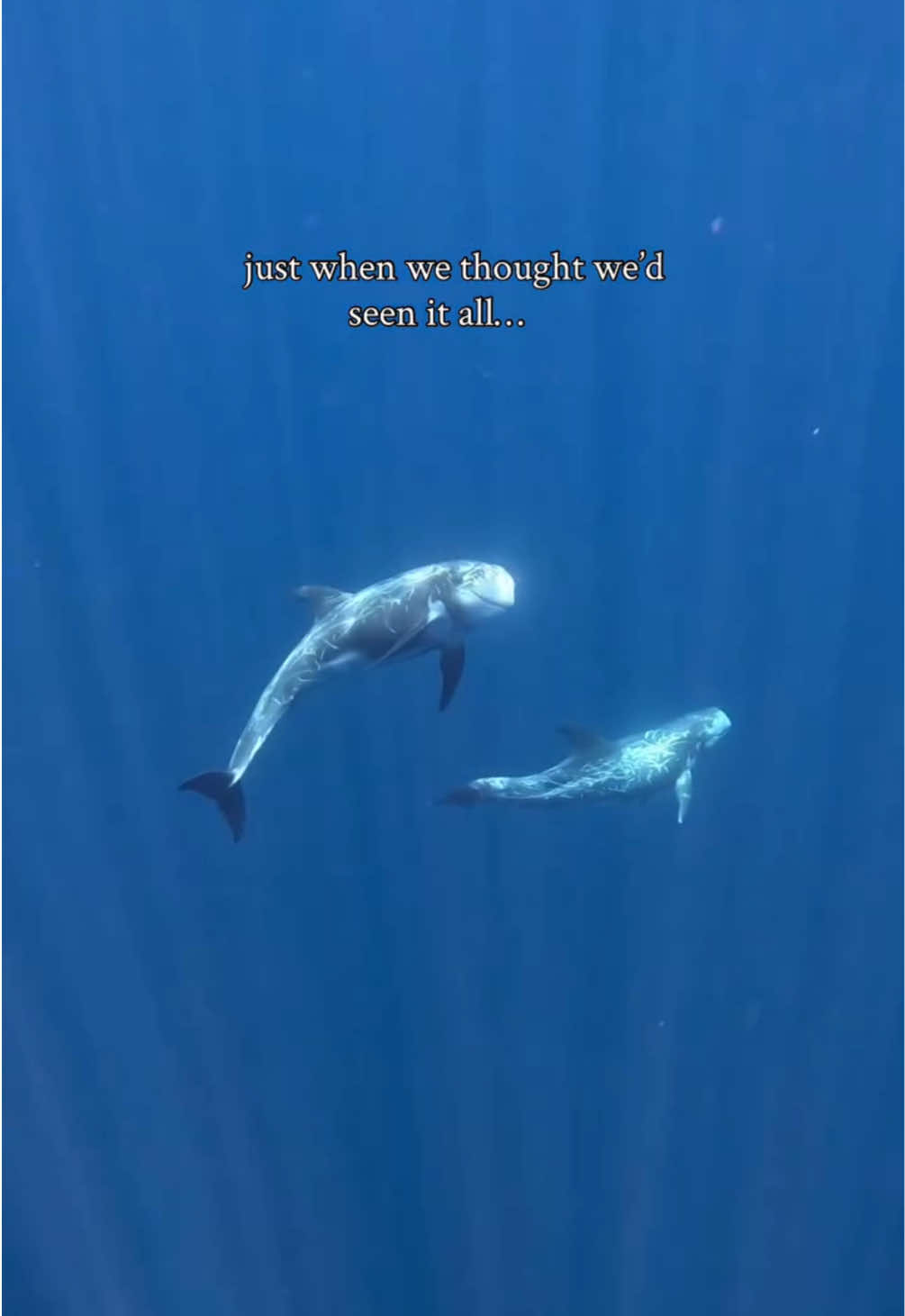 @Oceangalz
