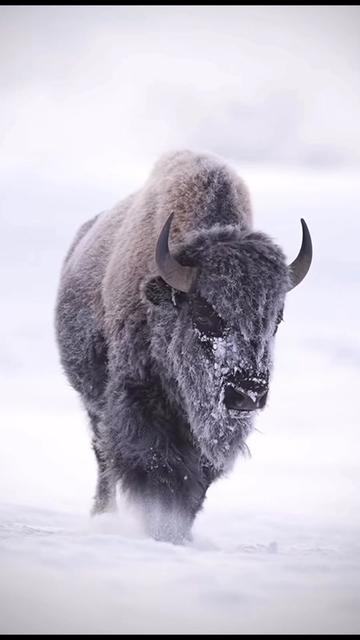 @Yellowstone National Park