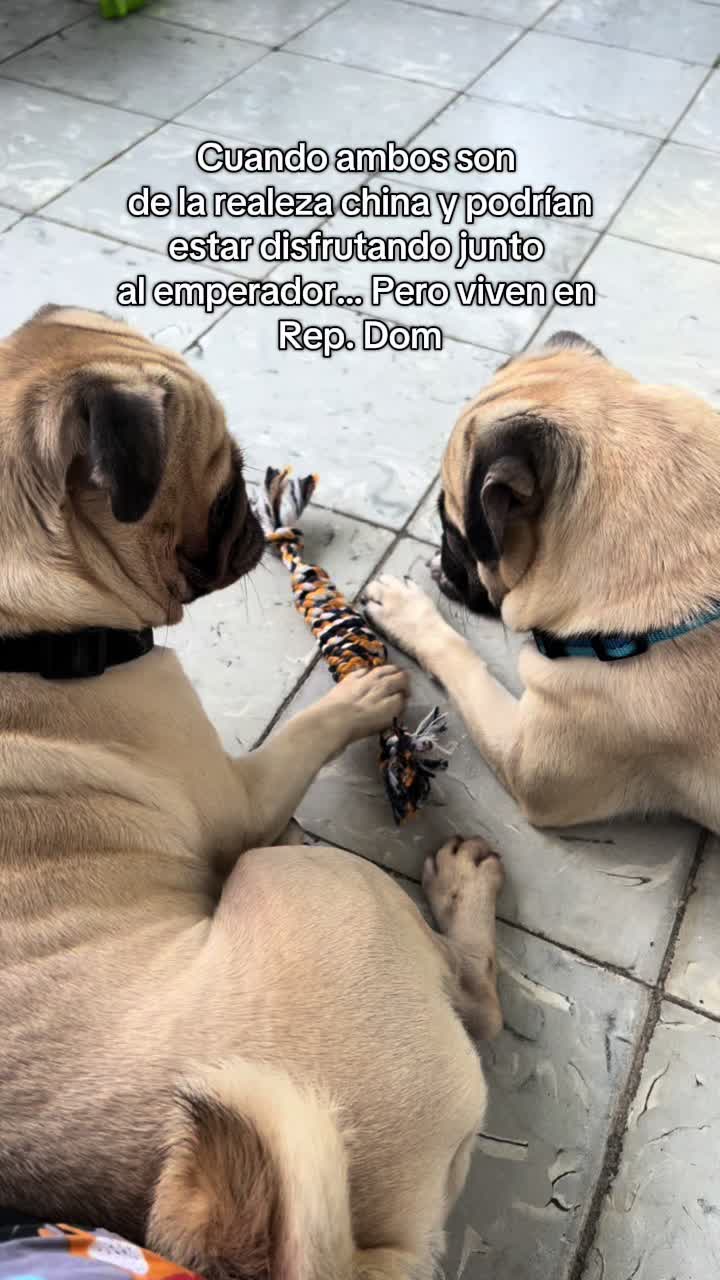@Spaws