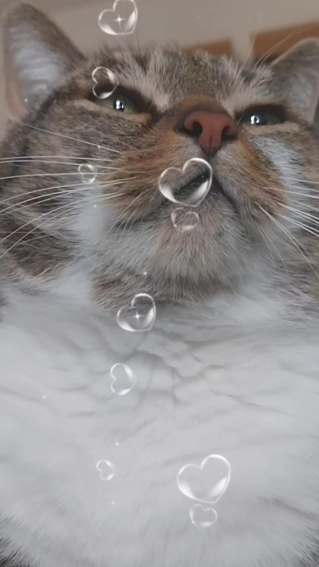 @Scotty🐱🐾🐱🐾 🐱🐾🐱🐾🐱🐾