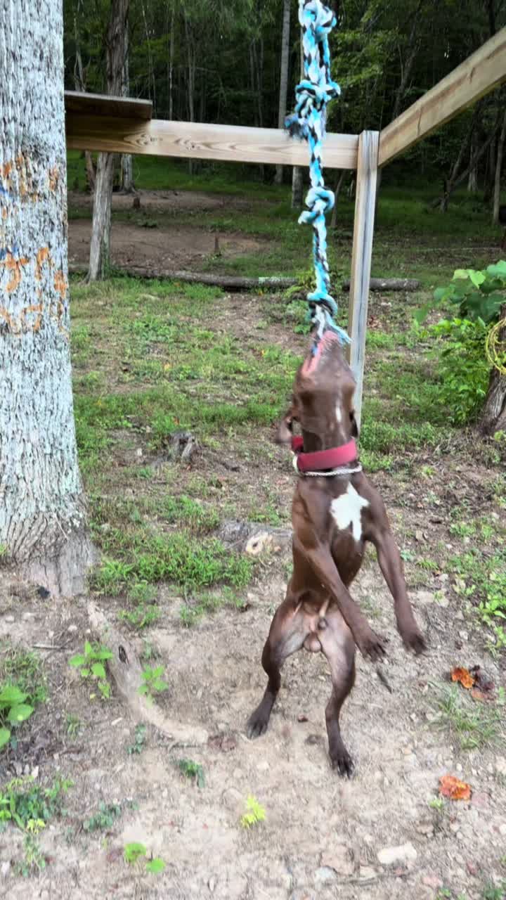 @WorldGoneMadKennels