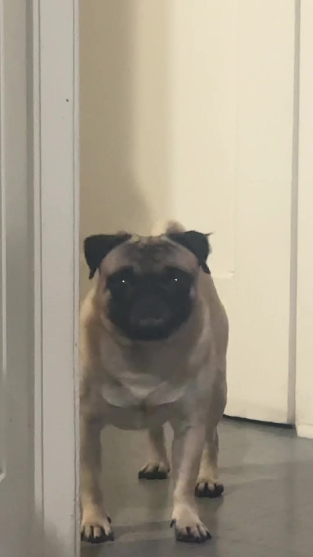 @victorrinoo