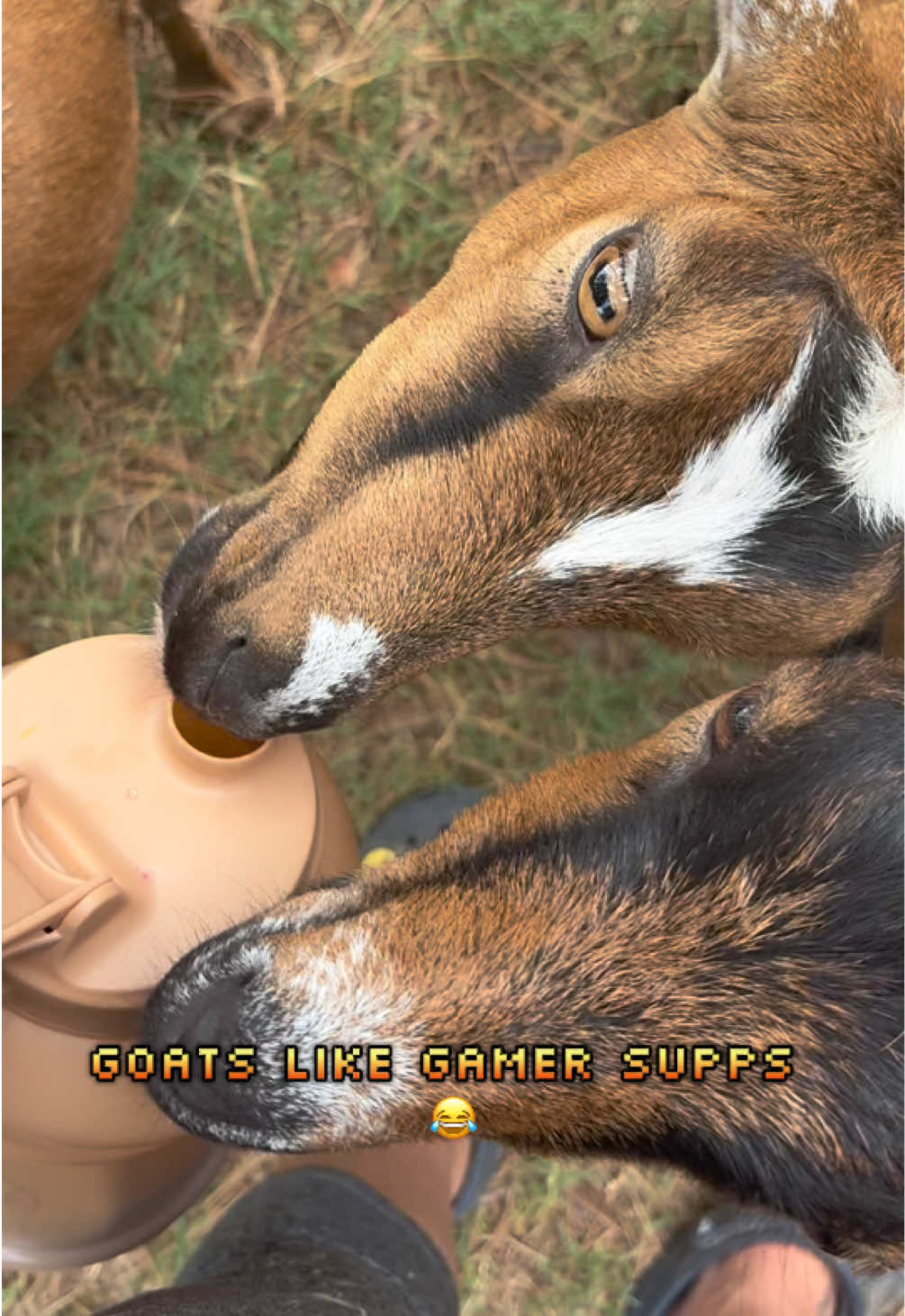 @Sierra_TSWFarms - 🐐🥛🐝