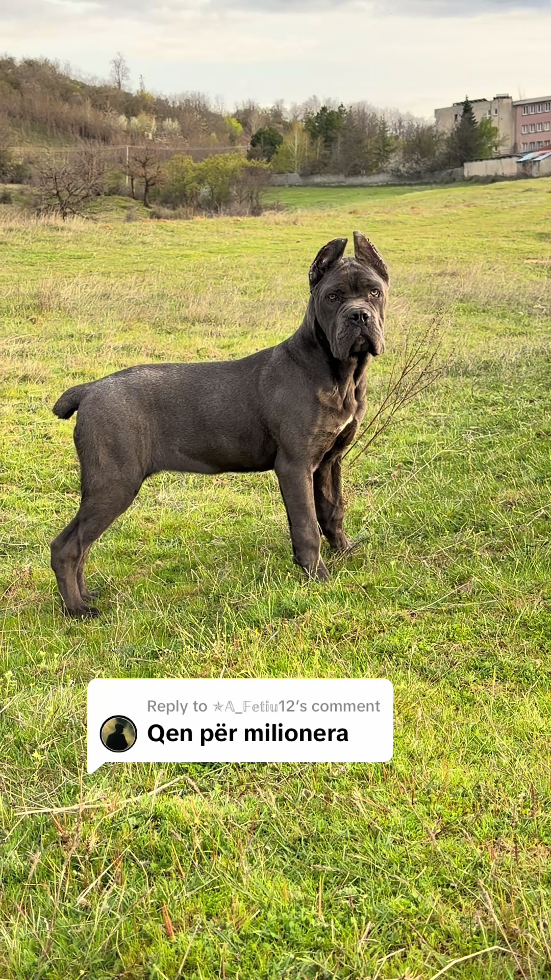 @guardiani_di_lako