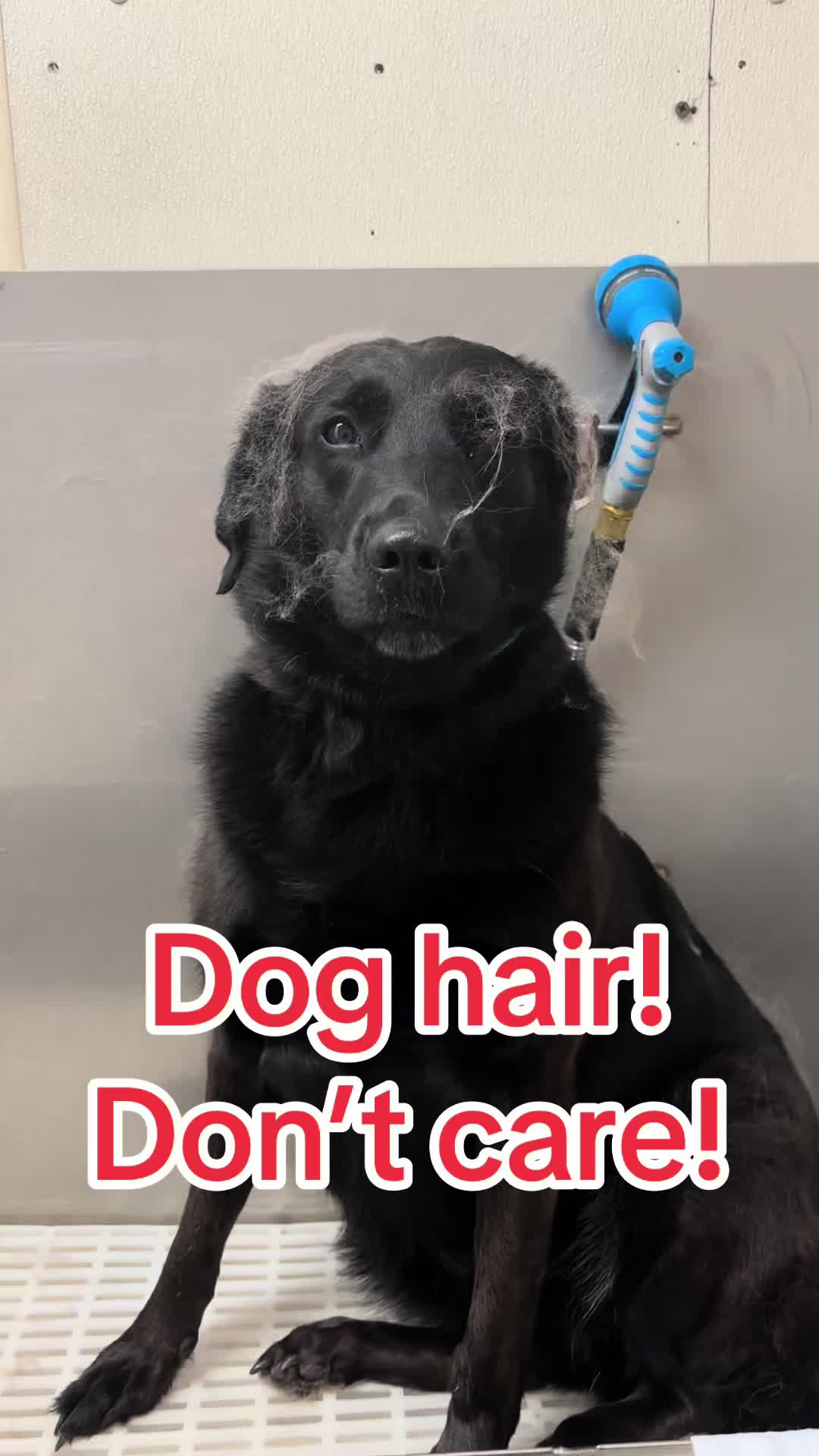 @Furbabies Grooming