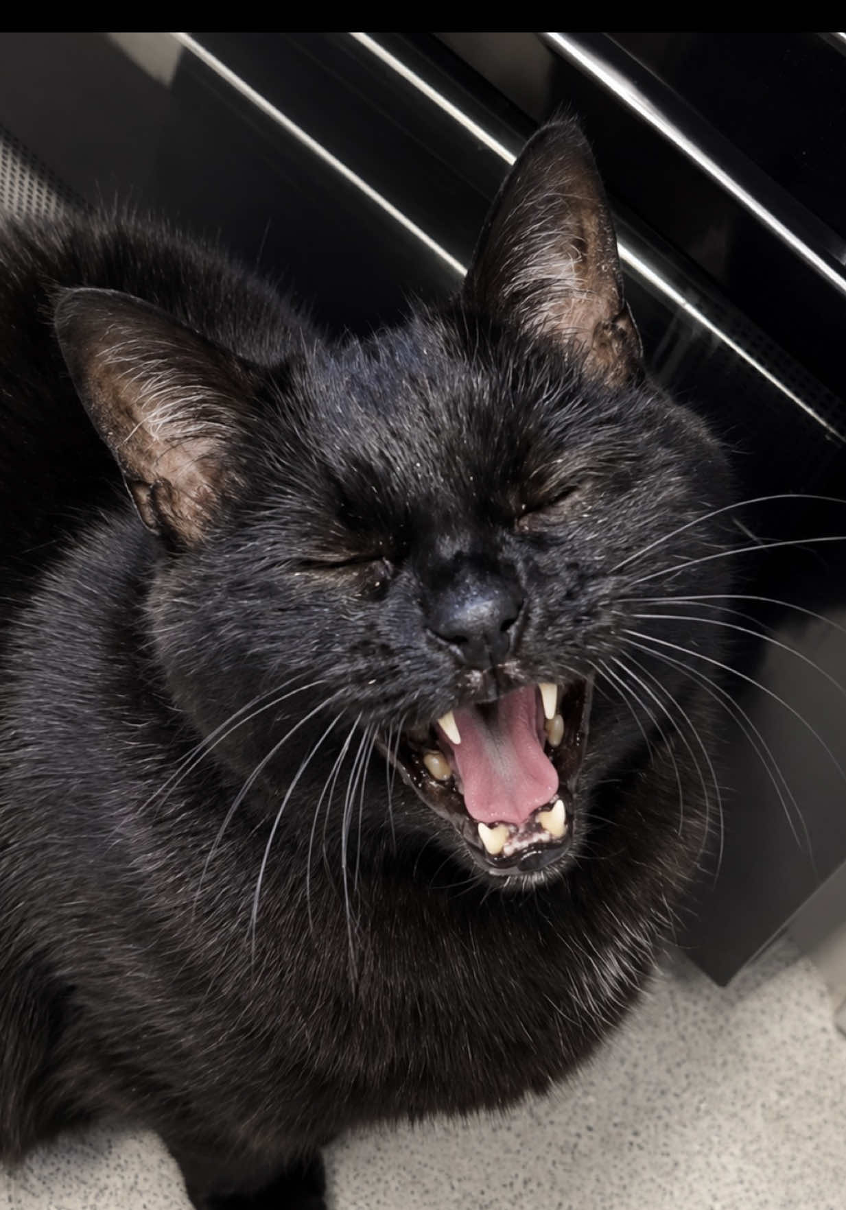 @Teefie_tribe 🐈&zwj;⬛🐈&zwj;⬛🐈🦷🦷