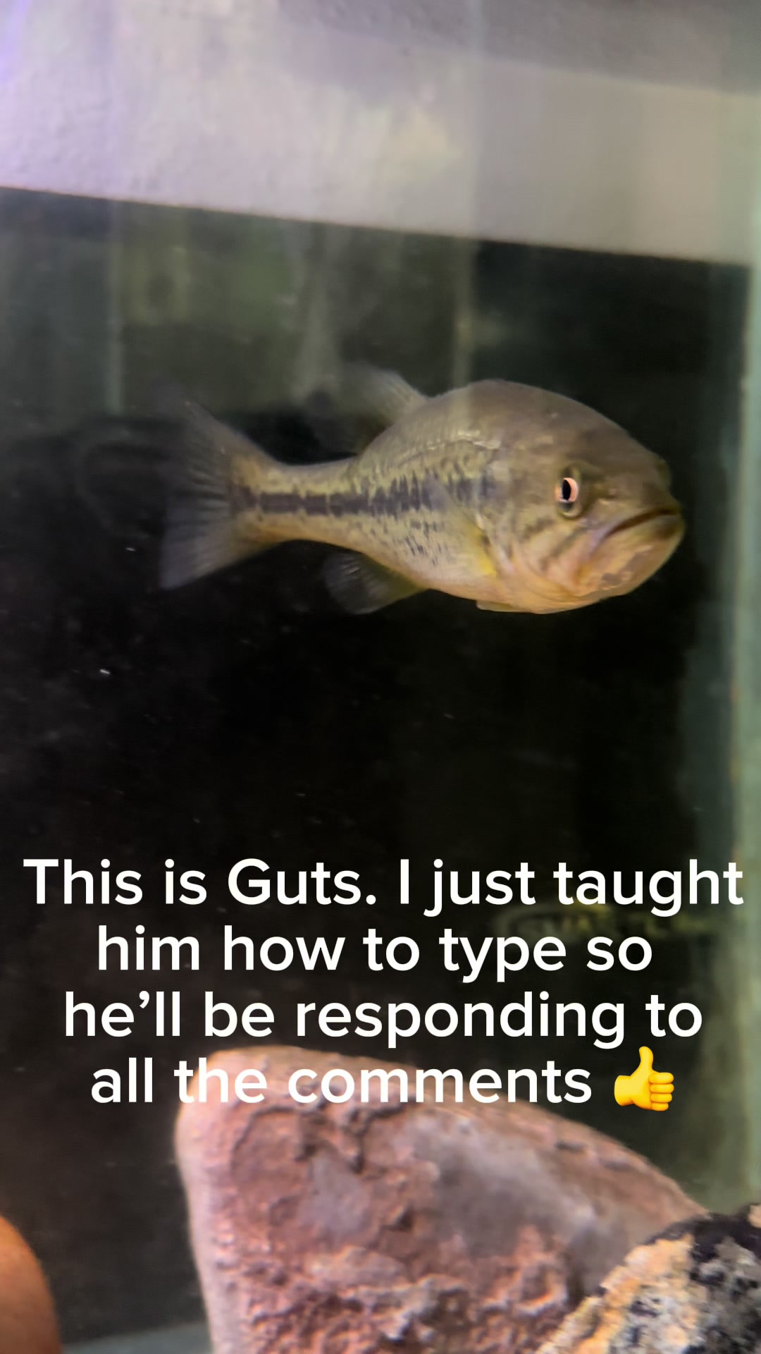 @FullmersFish