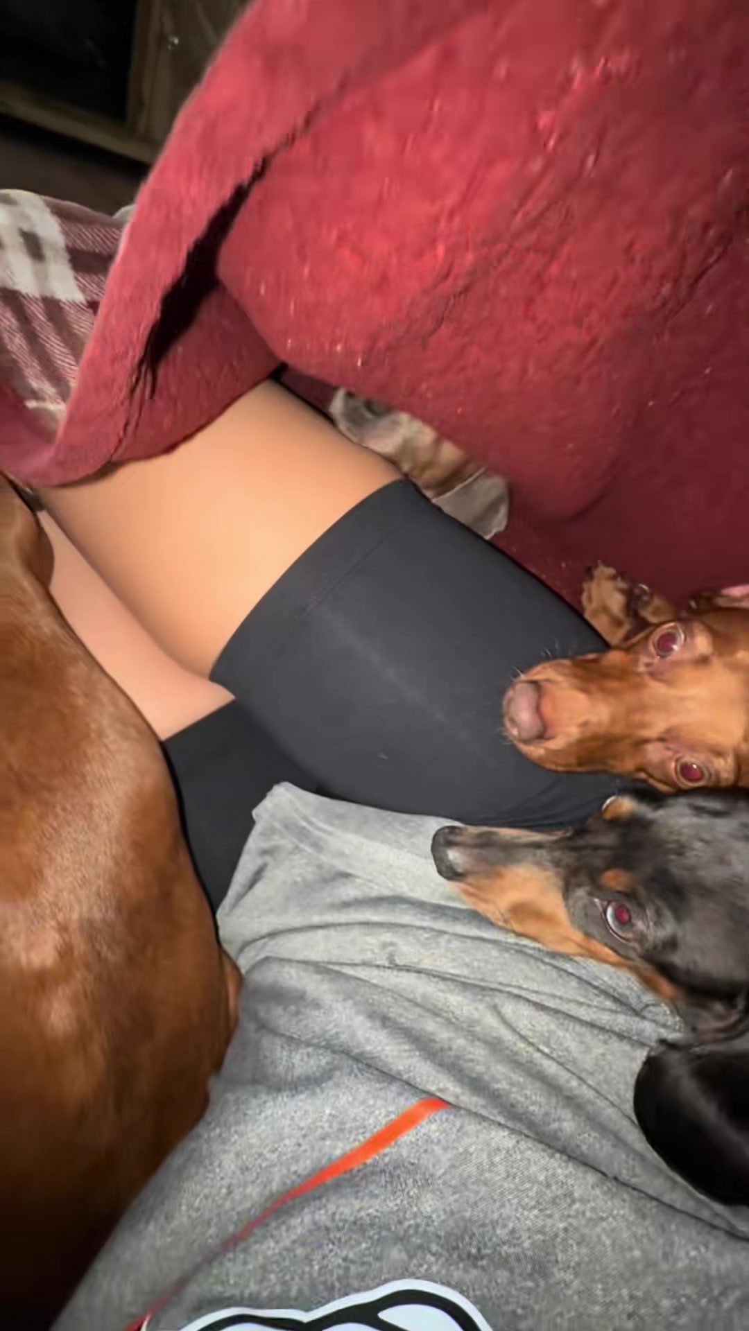 @Cute dachshund core