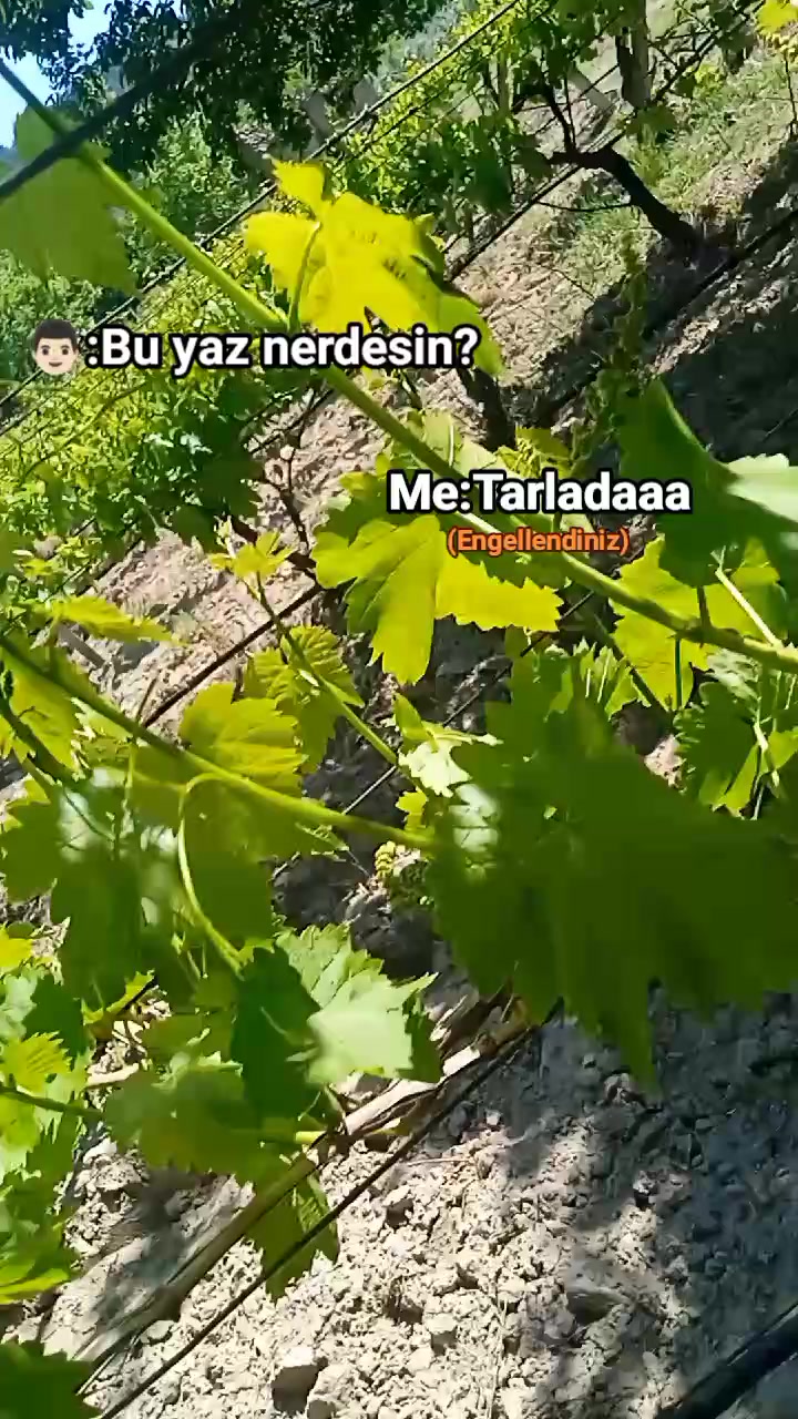 @Raziye T.