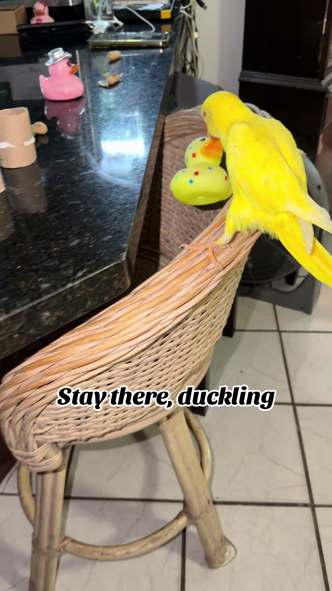 @Yamy levy