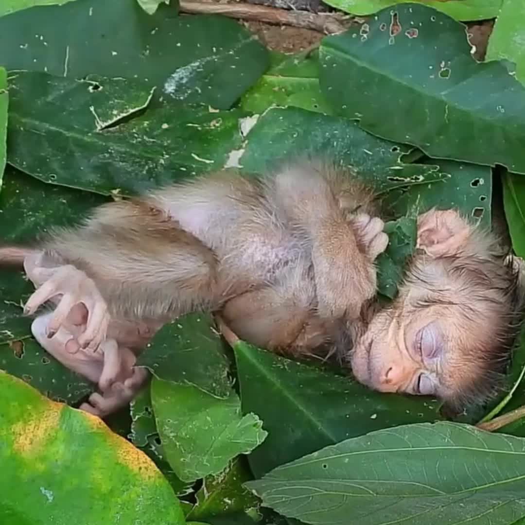 @Monkey BoBo🐵