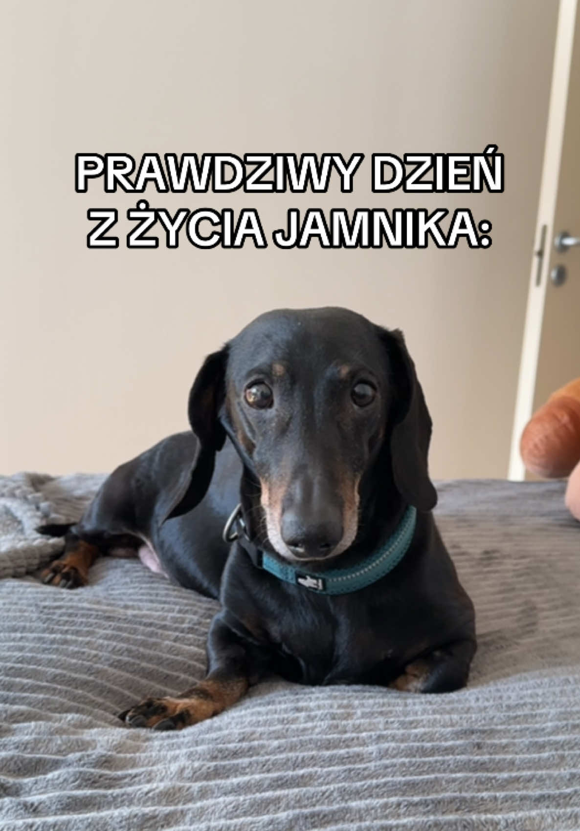 @misia rychlik