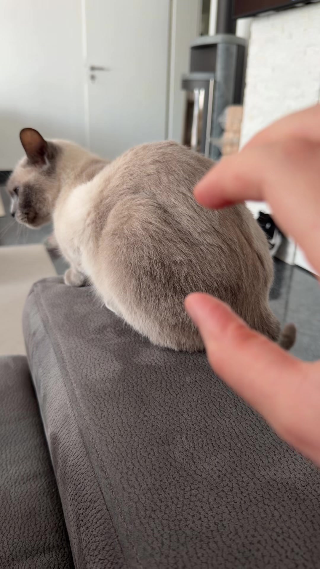 @TugbasCats