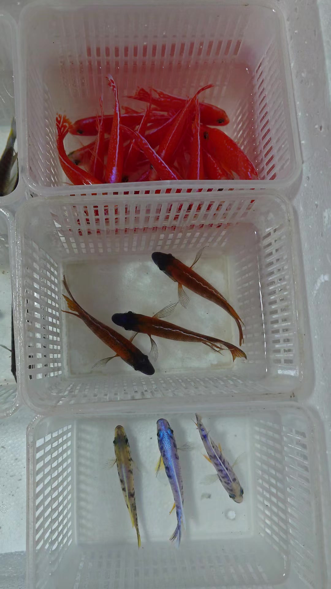 @Long life pet fish co. Ltd