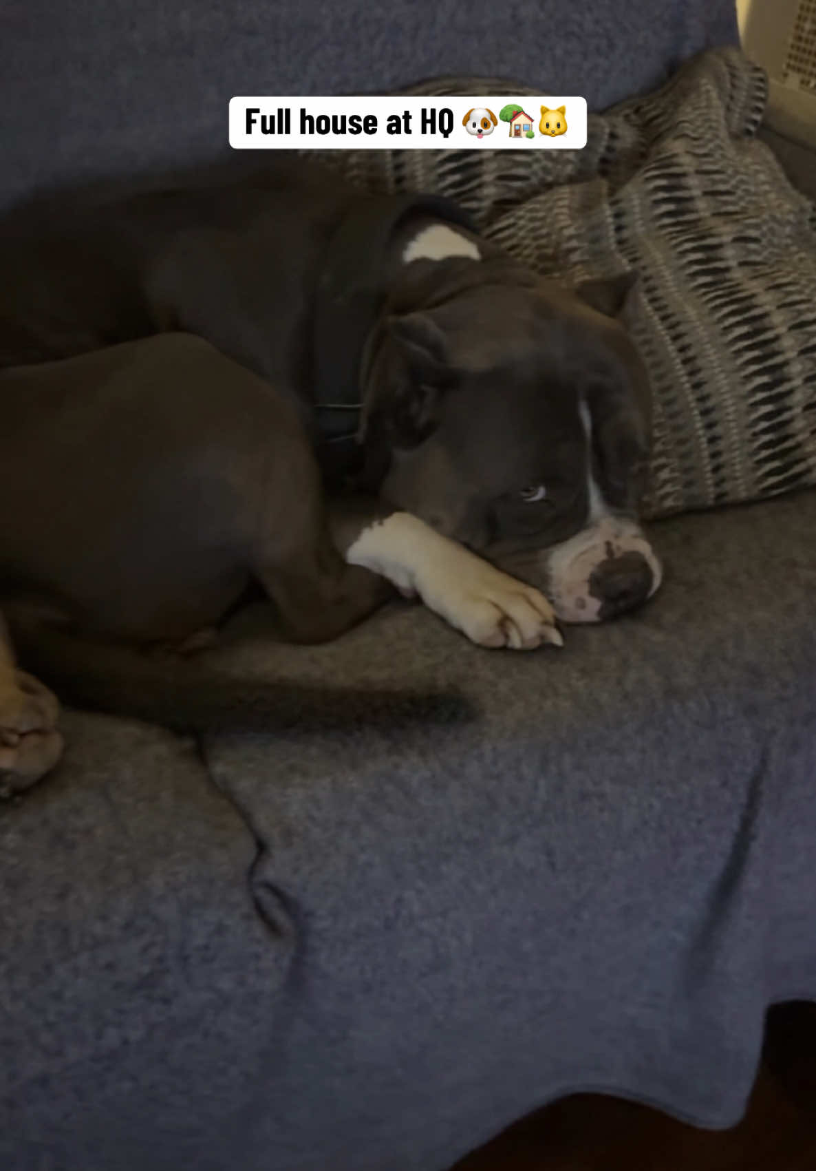 @Better Best Dog