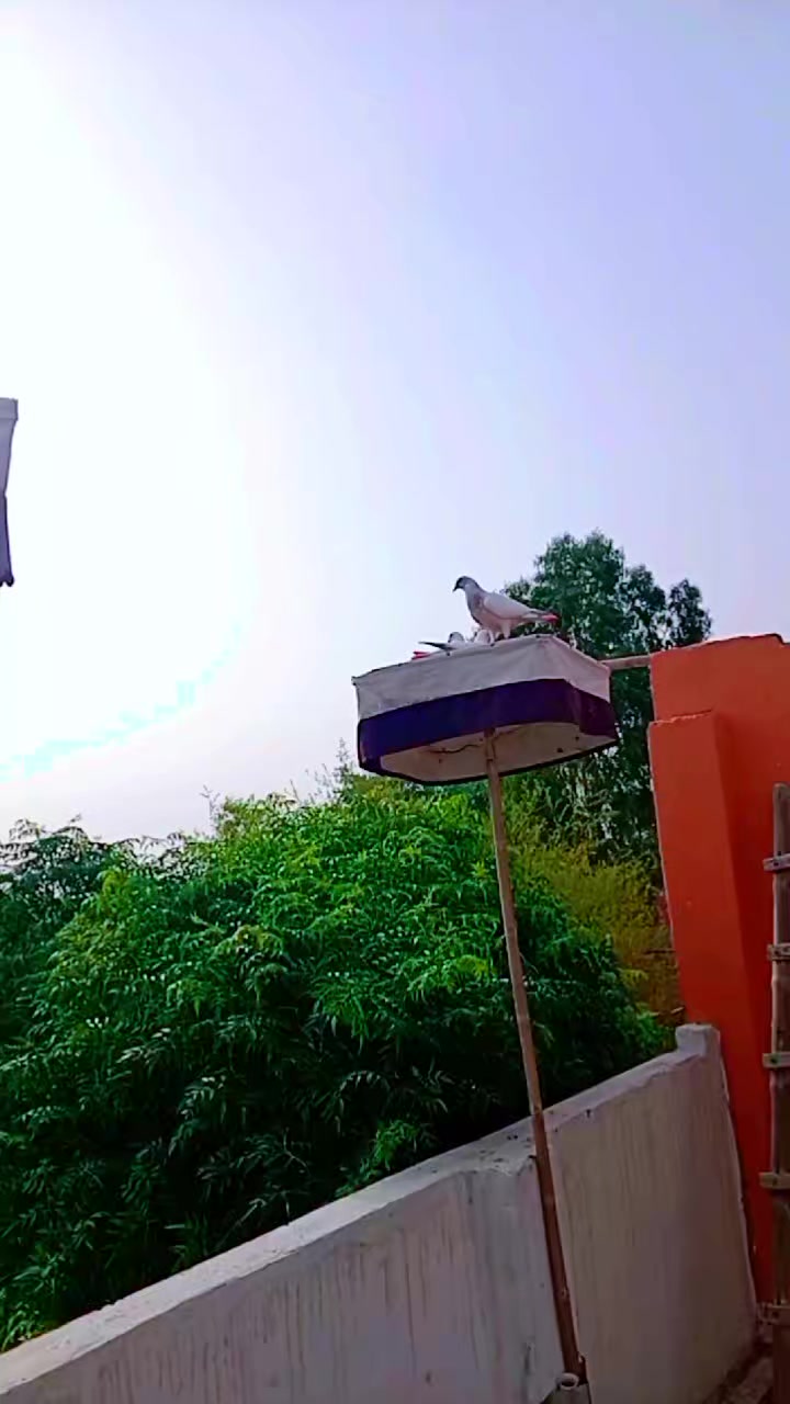 @mani Dogar 7/11