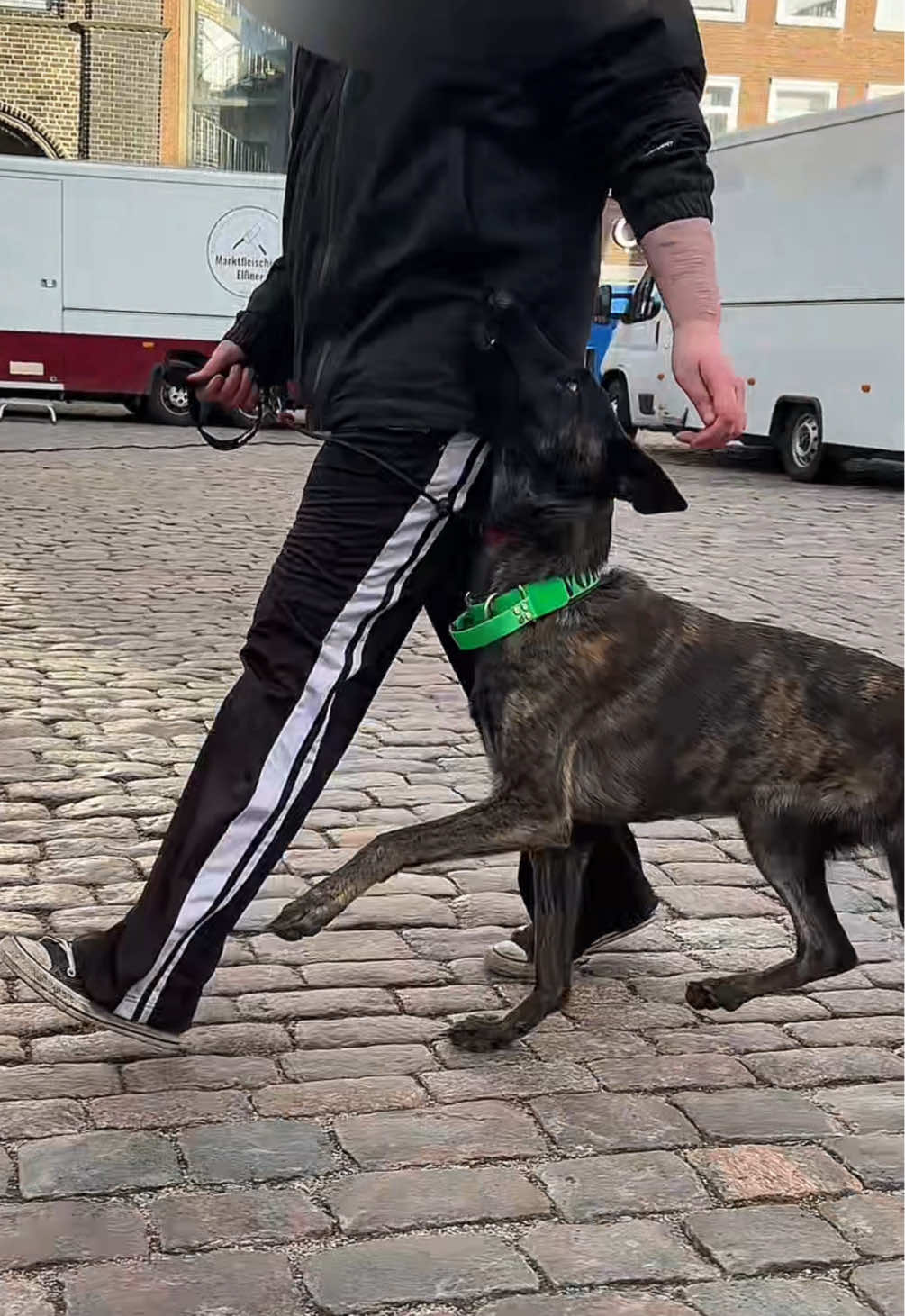@die.hunde.mafia2