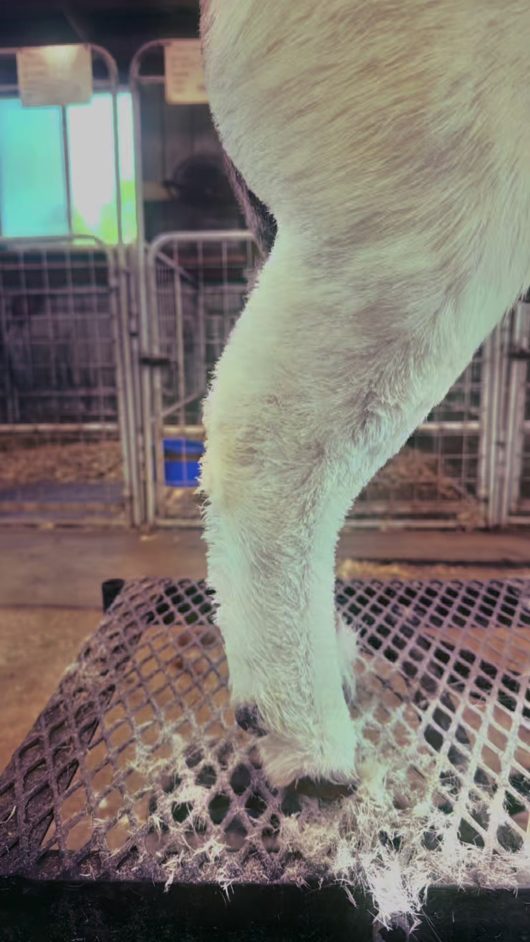 @Klein Kraal Farm🐐