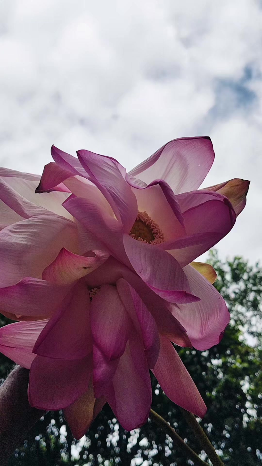@🌺🌸💮卄ส𝒅íϋ𝗹༏𝓼𝗹ส𝖒💮🌸🌺