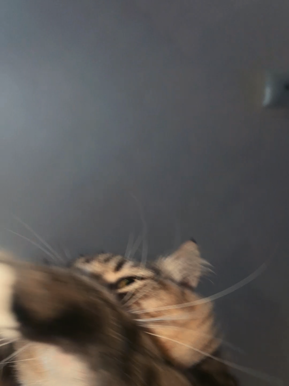@Harry Styles the cat 😺😺