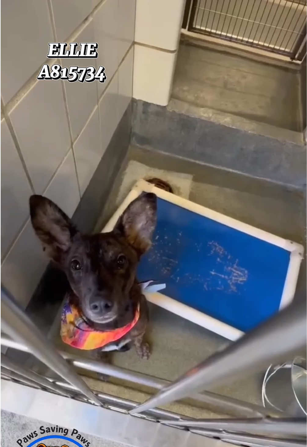 @pawssavingpaws