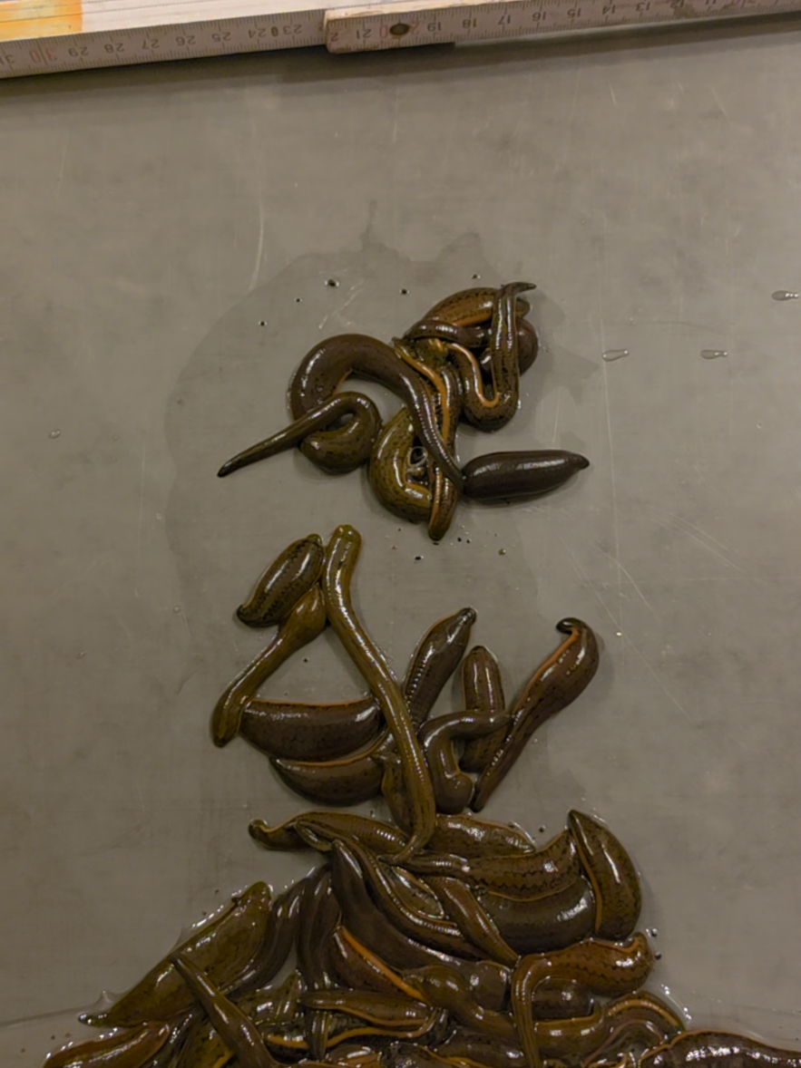 @wurmdealer.de