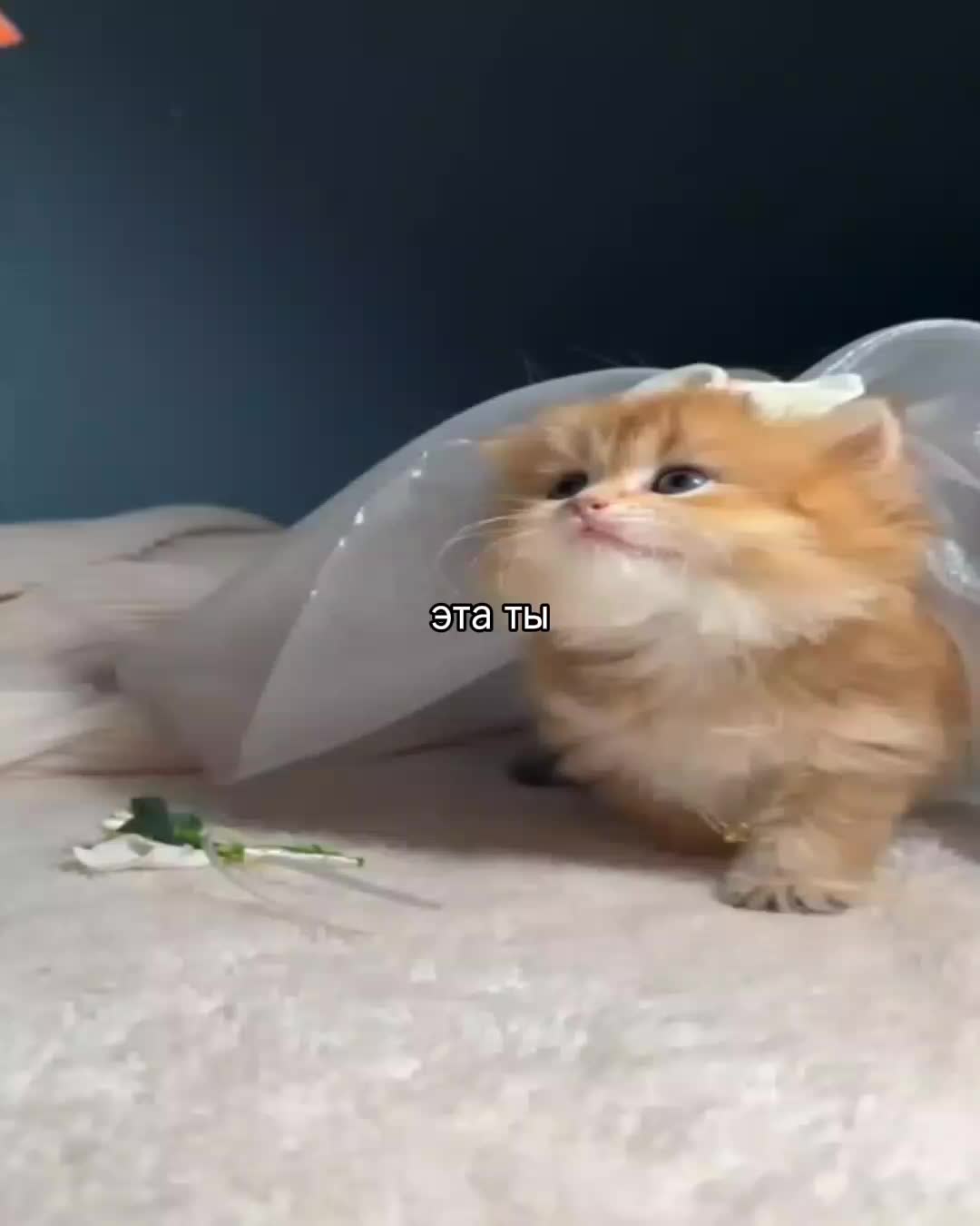 @ꜰᴇɴʏᴀ@