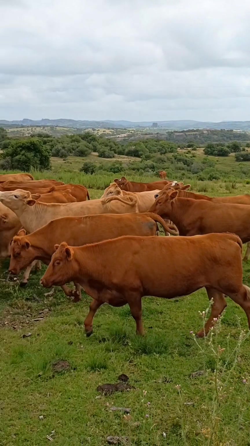 @Ga&uacute;cha