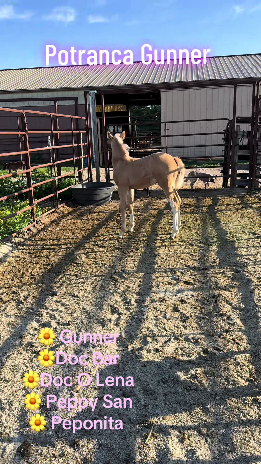 @R.L.P Quarter Horses