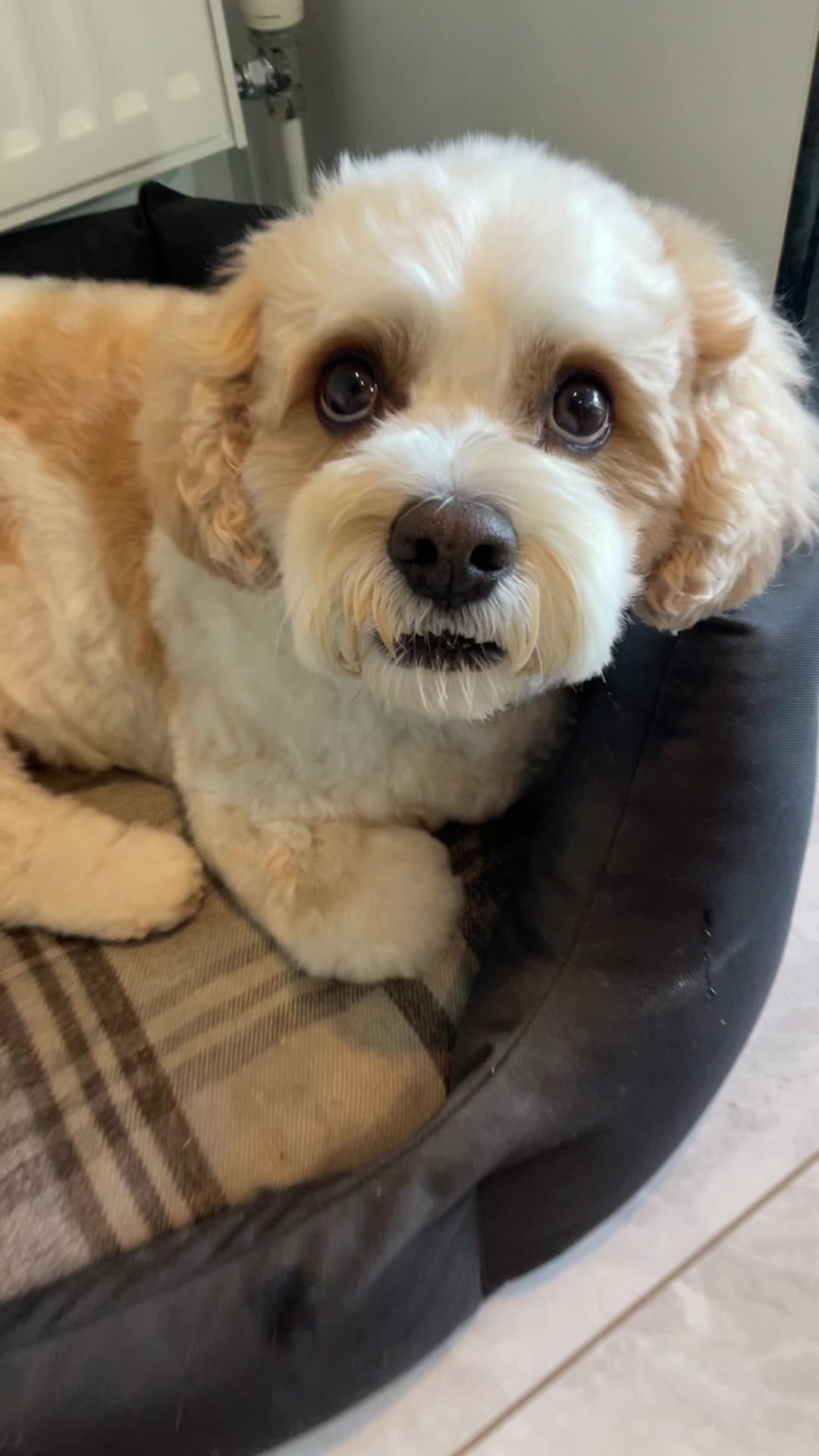 @My Cavachon