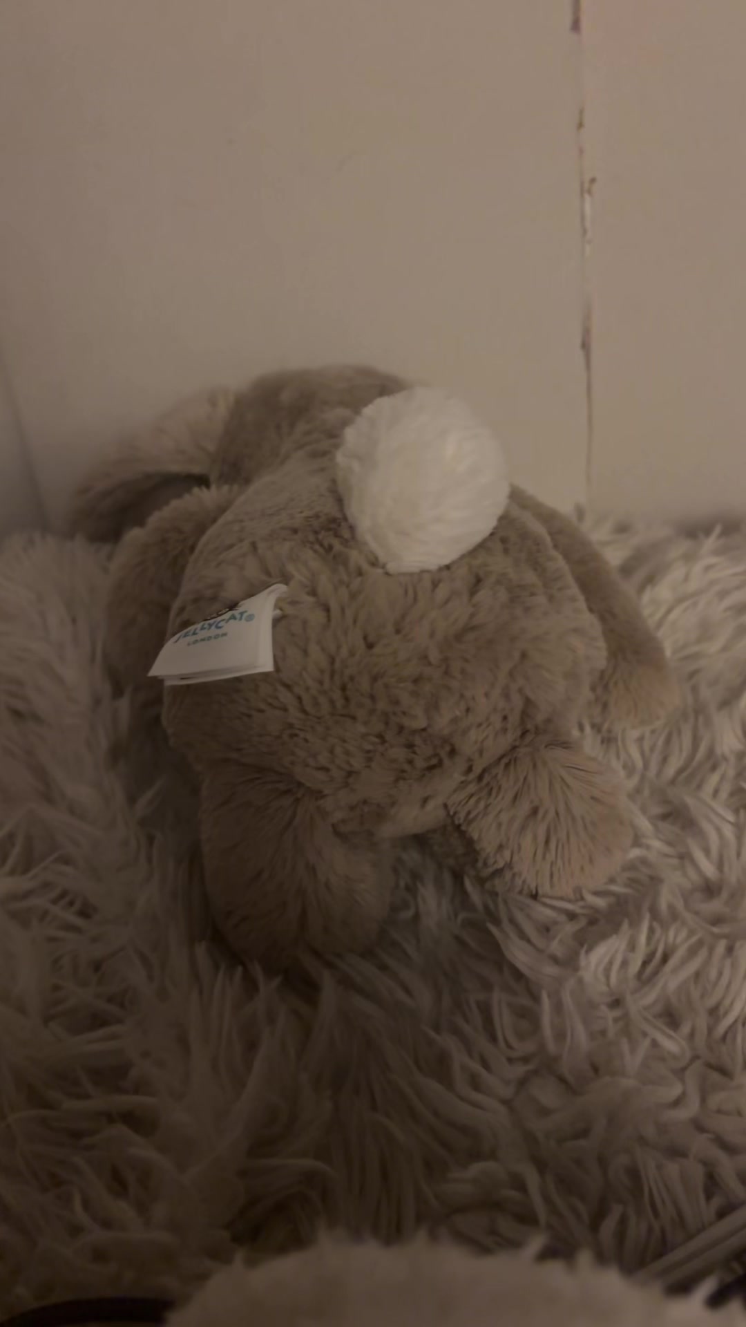 @Bashful the bun bun