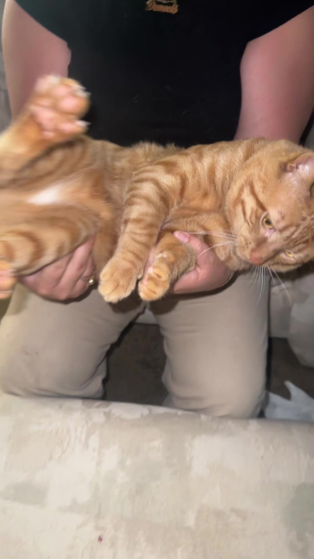 @Garfield the orange cat